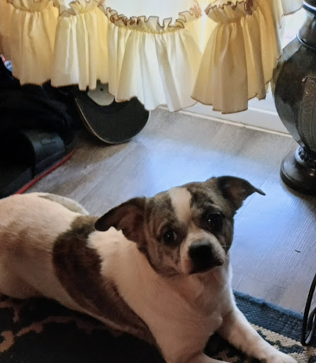 Hair Salon «Cost Cutters», reviews and photos, 517 W Avalon Ave, Muscle Shoals, AL 35661, USA