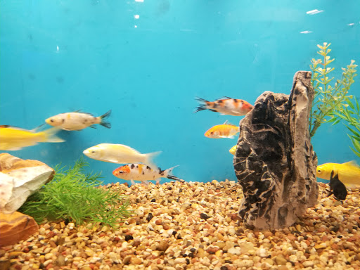 Pet Supply Store «PetSmart», reviews and photos, 310 N White Horse Pike, Lawnside, NJ 08045, USA