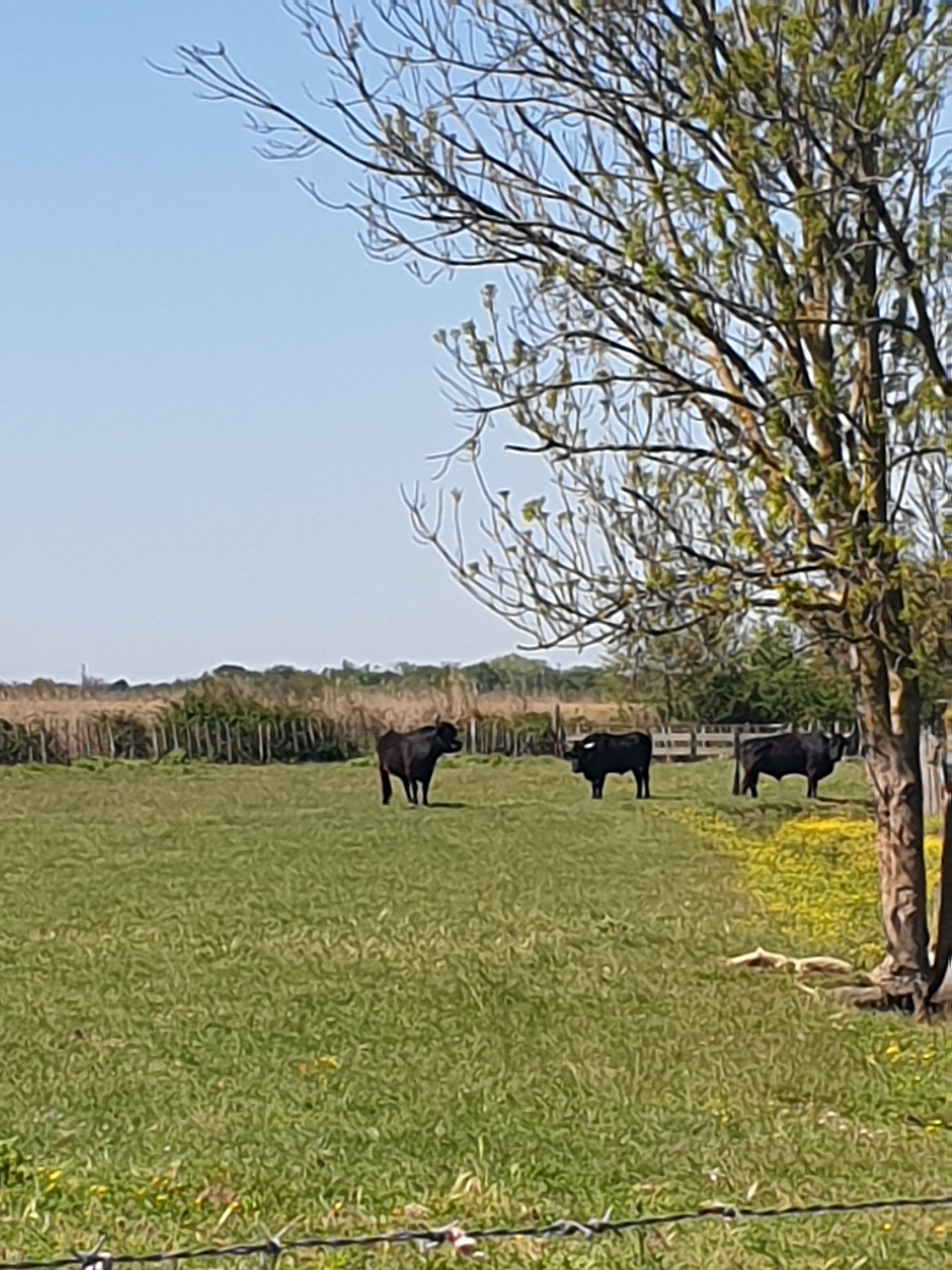 Photo n° 2 de l'avis de ludiwine.e fait le 19/04/2023 à 18:14
