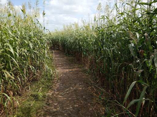 Tourist Attraction «Partin Ranch Corn Maze», reviews and photos, 5601 N Canoe Creek Rd, Kenansville, FL 34739, USA