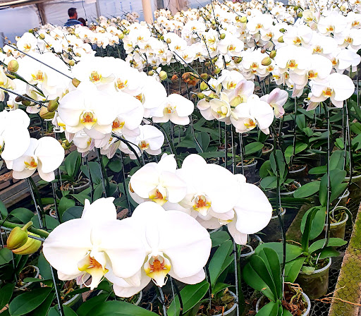 Jardin de orquideas