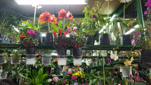 JP DISTRIBUIDOR FLORAL