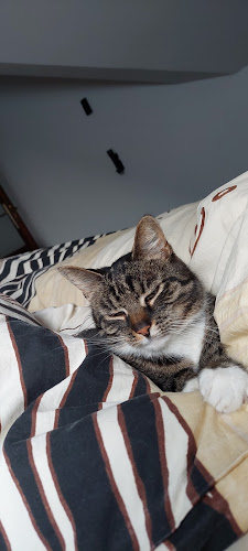 Przychodnia weterynaryjna - Andrzej Jarzębowski - Gliwice