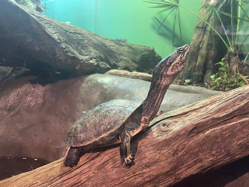 Aquarium «South Carolina Aquarium», reviews and photos, 100 Aquarium Wharf, Charleston, SC 29401, USA