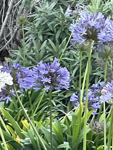 Florist «Foothills Floral Gallery», reviews and photos, 4647 E Chandler Blvd # 10, Phoenix, AZ 85048, USA