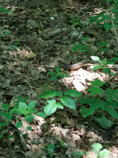 Nature Preserve «Sweet Arrow Reserve», reviews and photos, 789 Little Sugarcreek Rd, Sugarcreek Township, OH 45440, USA