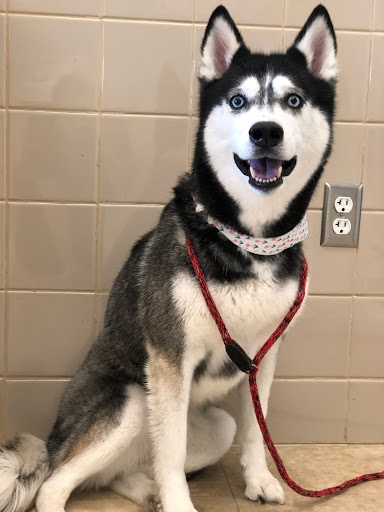 Pet Supply Store «Petco Animal Supplies», reviews and photos, 7400 Rivers Ave z, North Charleston, SC 29406, USA