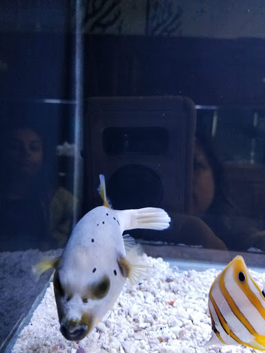 Tropical Fish Store «Beyond the Reef», reviews and photos, 205 W Golf Rd, Schaumburg, IL 60195, USA