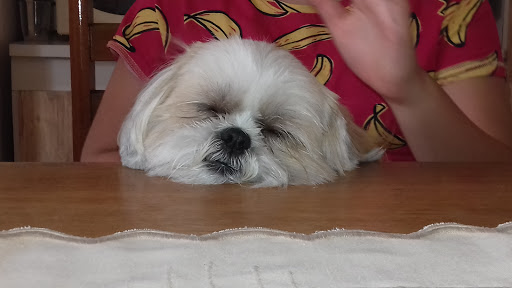 CLÍNICA Veterinária SOS ANIMAL em Rio Claro - SP