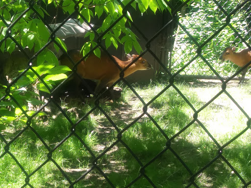 Zoo «Habitat Africa! The Forest», reviews and photos, 3300 Golf Rd, Brookfield, IL 60513, USA