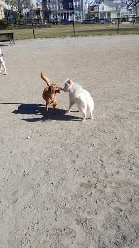 Park «Nunziato Field Dog Park», reviews and photos, Putnam St, Somerville, MA 02143, USA
