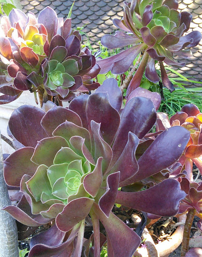 Art Museum «Dumbarton Oaks Museum», reviews and photos, 1703 32nd St NW, Washington, DC 20007, USA