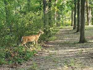 Thousand Hills State Park - photo 11