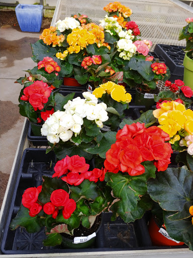 Florist «Nunan Florist & Greenhouses», reviews and photos, 269 Central St, Georgetown, MA 01833, USA