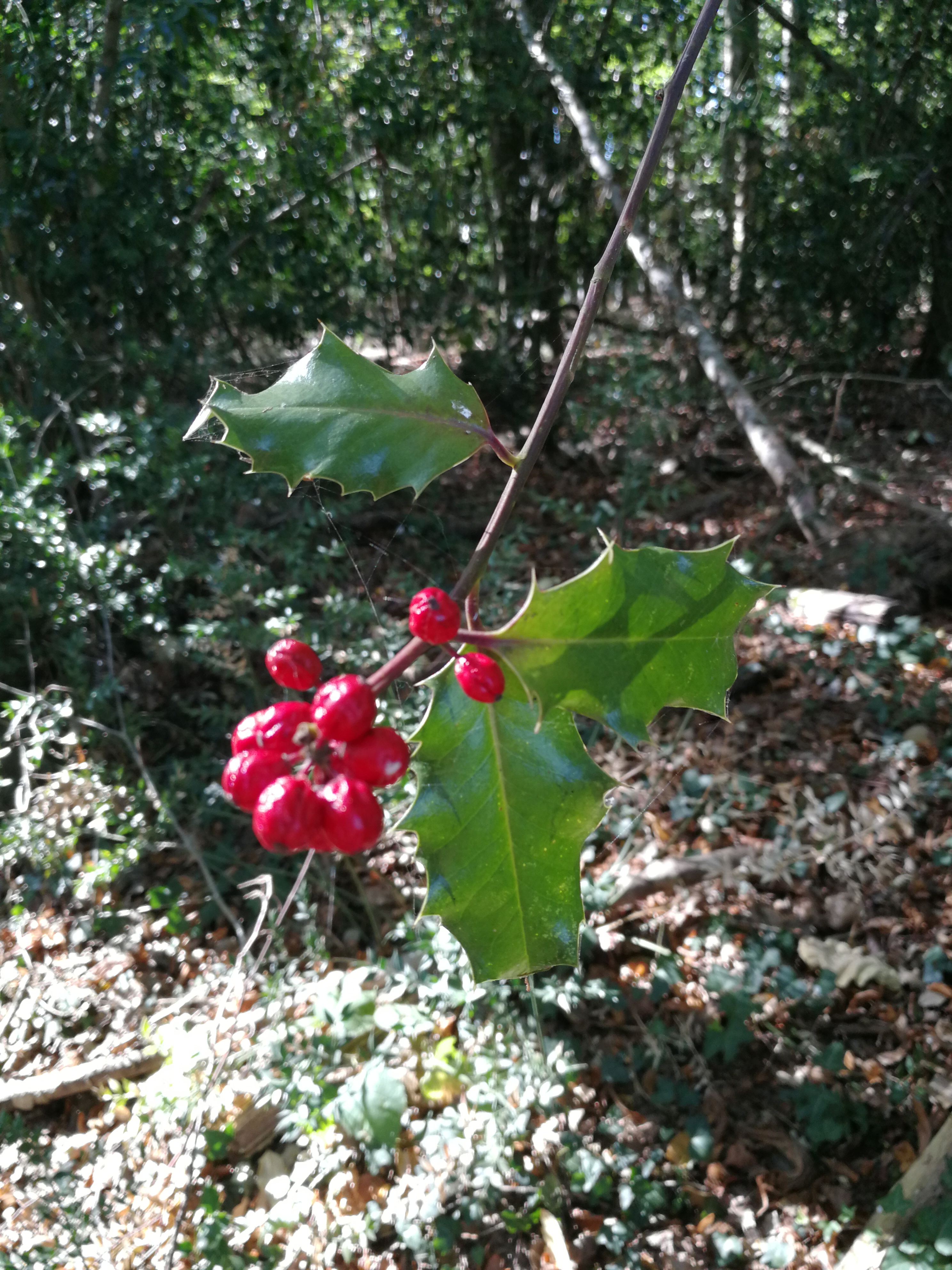 Photo n° 2 de l'avis de Maurice. fait le 05/10/2018 à 14:21