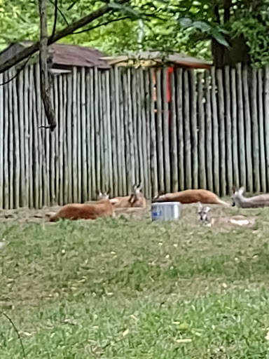 Zoo «Nashville Zoo at Grassmere», reviews and photos, 3777 Nolensville Pike, Nashville, TN 37211, USA