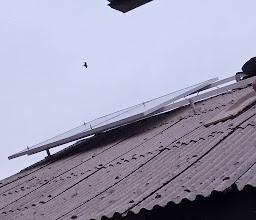 The Young Shall Grow photo