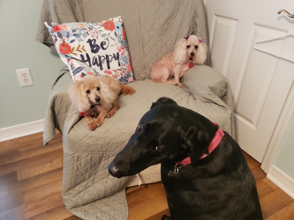 Dog Shack 36549