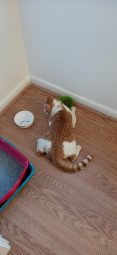 Pet Supply Store «Petco Animal Supplies», reviews and photos, 13127 N Dale Mabry Hwy, Tampa, FL 33618, USA