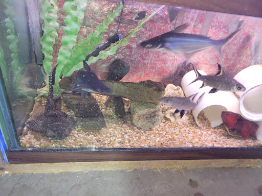 Tropical Fish Store «Emmons Tropical Fish & Ponds», reviews and photos, 1612 Hopmeadow St, Simsbury, CT 06070, USA