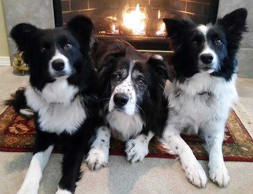 Highland Veterinary Hospital image