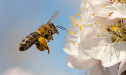 Ferme apicole Levac Joubert