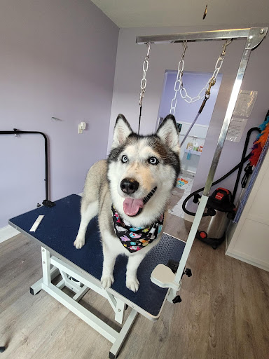 Cori's Cuddles and Bubbles Pet Salon