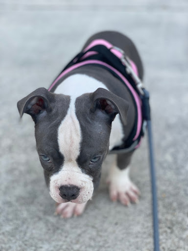 Pet Store «Tri-Creek Kennels», reviews and photos, 5641 US-129, Pendergrass, GA 30567, USA