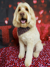 Paradise Pet Salon - Photo 3 - Car repair in Santa Cruz, CA, Santa Cruz