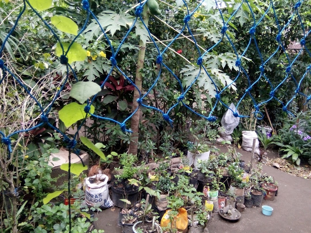 Hasans Bonsai Nursery And Gardening