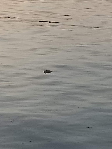 Park «Flying Point Park», reviews and photos, 511 Kennard Ave, Edgewood, MD 21040, USA