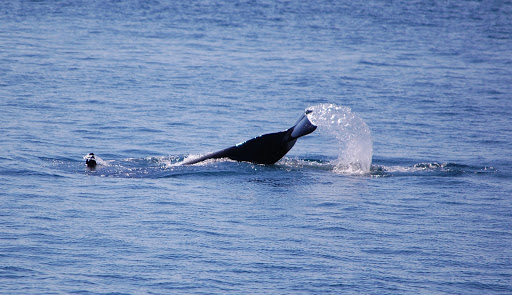 Museum «The Whale Museum», reviews and photos, 62 1st St, Friday Harbor, WA 98250, USA