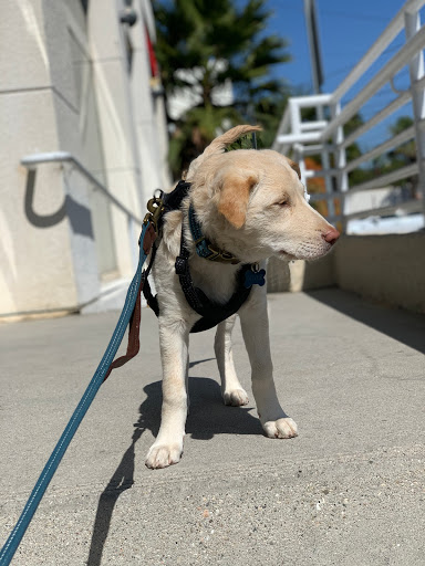 Pet Supply Store «Petco Animal Supplies», reviews and photos, 2910 Wilshire Blvd, Santa Monica, CA 90403, USA