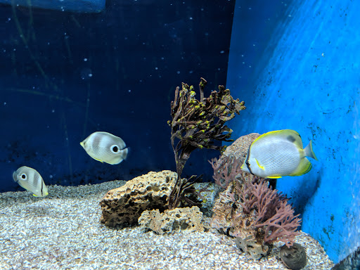 Aquarium «Woods Hole Science Aquarium», reviews and photos, 166 Water St, Woods Hole, MA 02543, USA