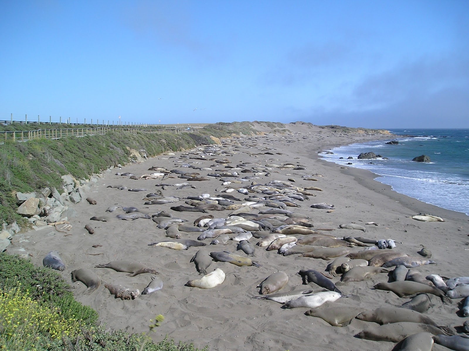 Foto von William R Hearst Beach wilde gegend