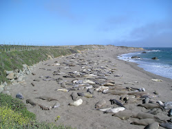 William R Hearst Beach'in fotoğrafı ve yerleşim