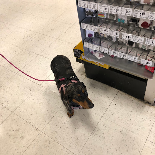 Pet Supply Store «PetSmart», reviews and photos, 2840 W Chandler Blvd, Chandler, AZ 85224, USA