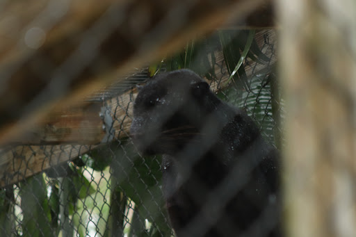 Animal Rescue Service «McCarthys Wildlife Sanctuary», reviews and photos, 12943 61st St N, West Palm Beach, FL 33412, USA