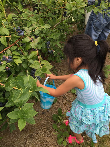 Produce Market «Klock Blueberry Farm», reviews and photos, 931 NE Salzman Rd, Corbett, OR 97019, USA