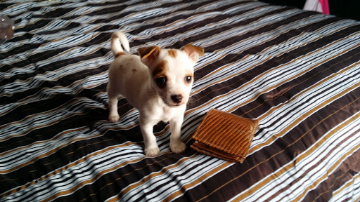 Pet Supply Store «PetSmart», reviews and photos, 1836 Joe Battle Blvd, El Paso, TX 79936, USA