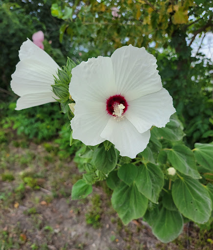 Nature Preserve «Audubon Center at Riverlands», reviews and photos, 301 Riverlands Way, West Alton, MO 63386, USA