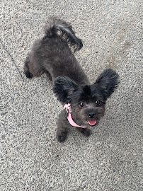 Shag Chic Grooming - Photo 6 - Car repair in Tucson, AZ, Tucson