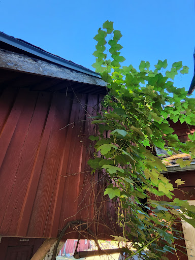 Winery «Helvetia Vineyards & Winery», reviews and photos, 23269 NW Yungen Rd, Hillsboro, OR 97124, USA