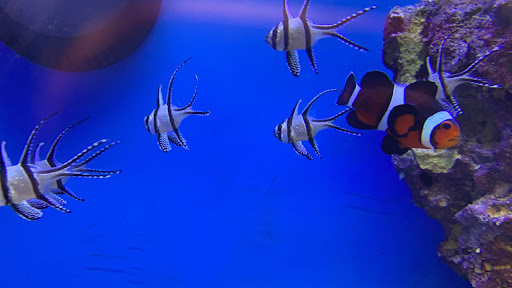 Pet Supply Store «Petco Animal Supplies», reviews and photos, 3150 Erie Blvd E #500, Syracuse, NY 13214, USA