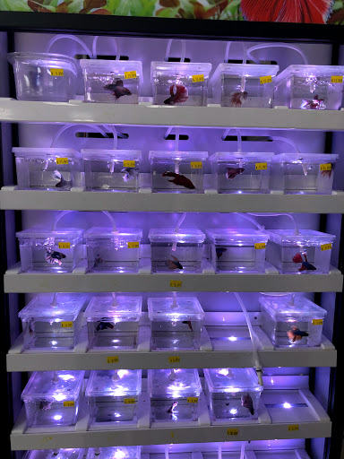 Tropical Fish Store «Aqua Mart Aquariums», reviews and photos, 1620 S Washington Ave, Titusville, FL 32780, USA