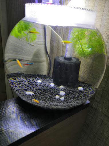 Dental Clinic Kaloor - Dental Clinic Kaloor