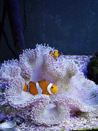 Tropical Fish Store «Aquatic Treasures», reviews and photos, 3211 N Tenaya Way #107, Las Vegas, NV 89129, USA