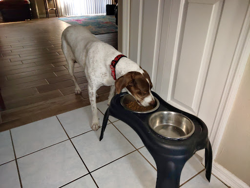 Pet Supply Store «Pet Supermarket», reviews and photos, 5000 Clyde Morris Blvd, Port Orange, FL 32127, USA