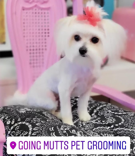 Going Mutts Pet Grooming