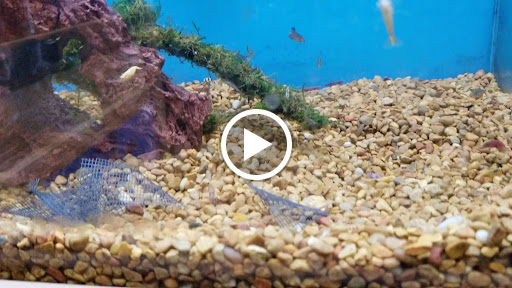 Pet Supply Store «Petco Animal Supplies», reviews and photos, 1320 E Lincoln Way p101, Sparks, NV 89434, USA